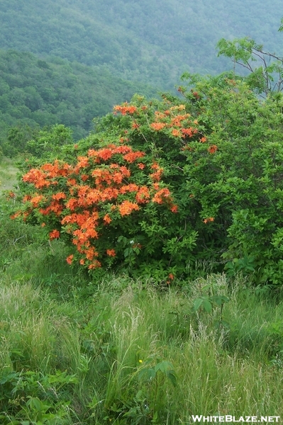 Roan Highlands, NC/TN