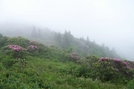 Roan Highlands, NC/TN by GrouchoMark in Trail & Blazes in North Carolina & Tennessee