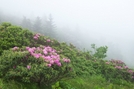 Roan Highlands, NC/TN by GrouchoMark in Trail & Blazes in North Carolina & Tennessee
