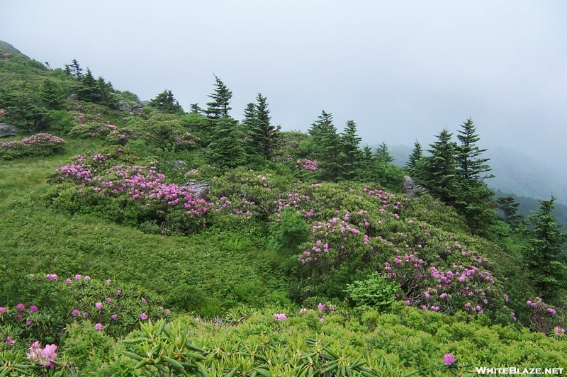 Roan Highlands, NC/TN