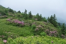 Roan Highlands, NC/TN