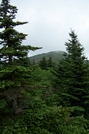 Roan Highlands, NC/TN by GrouchoMark in Trail & Blazes in North Carolina & Tennessee