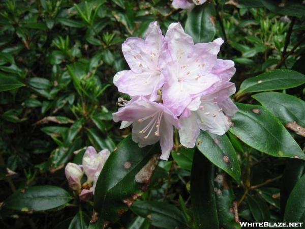 Carolina Rhododendron