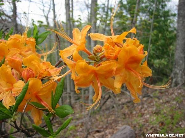 Flame Azalea