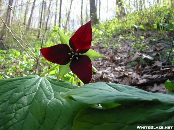 Red Trillium