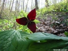 Red Trillium by Repeat in Flowers