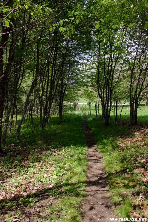 The Trail in SW VA