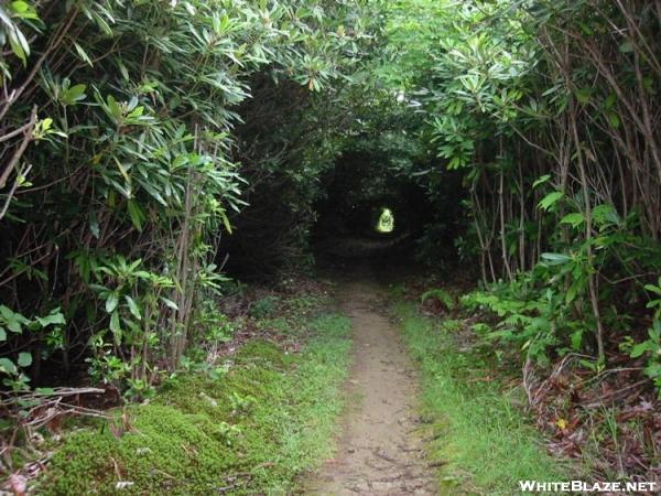 Rhododendron Tunel