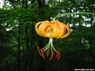 Carolina Lilly