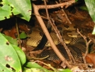 Crotalus horridus by Repeat in Snakes