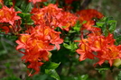 Native Azaleas On Gregory's Bald 6.22.08