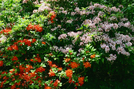 Native Azaleas On Gregory's Bald 6.22.08