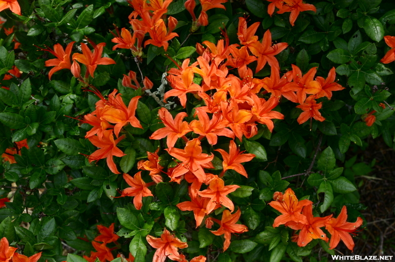 Native Azaleas On Gregory's Bald 6.22.08