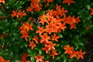 Native Azaleas On Gregory's Bald 6.22.08