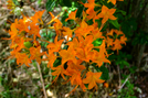 Native Azaleas by Repeat in Special Points of Interest