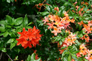 Native Azaleas On Gregory's Bald 6.22.08 by Repeat in Special Points of Interest