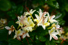 Native Azaleas by Repeat in Special Points of Interest
