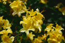 Native Azaleas by Repeat in Special Points of Interest