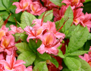 Native Azaleas by Repeat in Special Points of Interest