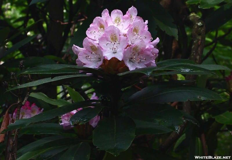 Rosebay Rhododendron On The A.t. Nort Of Pearisburg Va