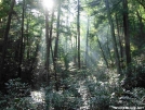 Mist and light in the valley by Repeat in Views in North Carolina & Tennessee