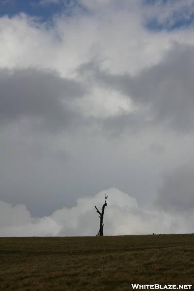 The Tree on Max Patch
