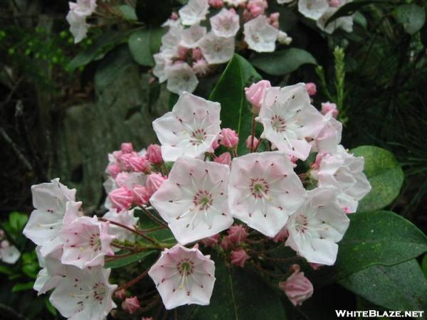 Mountain Laurel