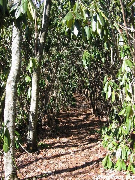 Rhodadendron Tunnel above NOC