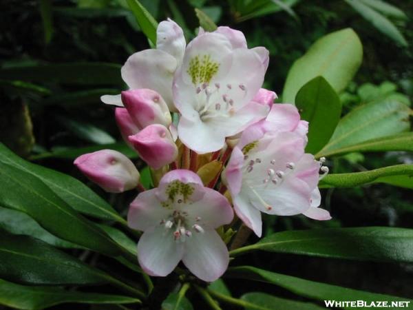 Rhododendron (Rosebay)