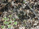 Timber Rattlesnake