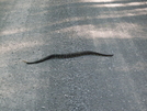 Rothrock Rattler by NativePennsylvanian in Snakes