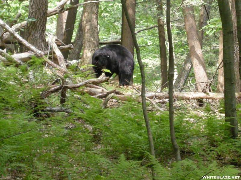 Bear In New Jersey
