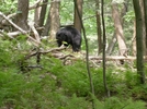 Bear In New Jersey by OldFeet in Bears