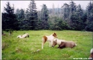 Mt Rogers Ponies and Foals