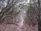 March 2007 Start of hike AT by Mrs Baggins in Section Hikers