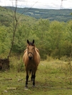 Finger Lakes Trail