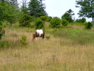 Grayson Highlands