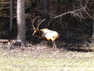 Elk In The Cataloochee Valley
