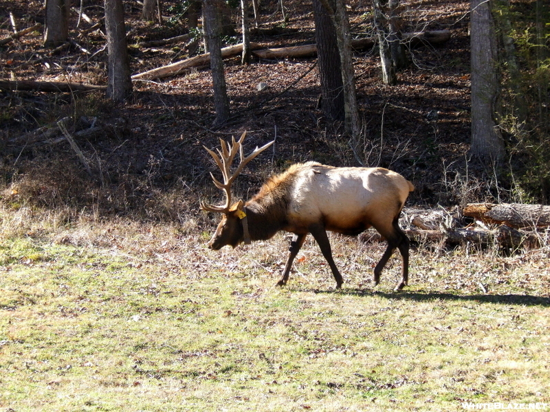 Elk In The Cataloochee Valley