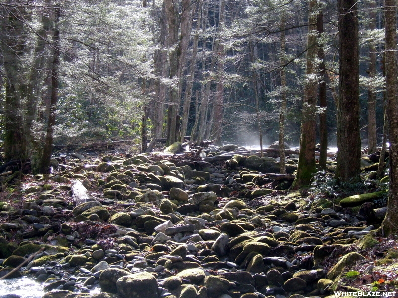 Morning In The Elkmont Area Of The Smokies