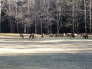 Elk In The Cataloochee Valley