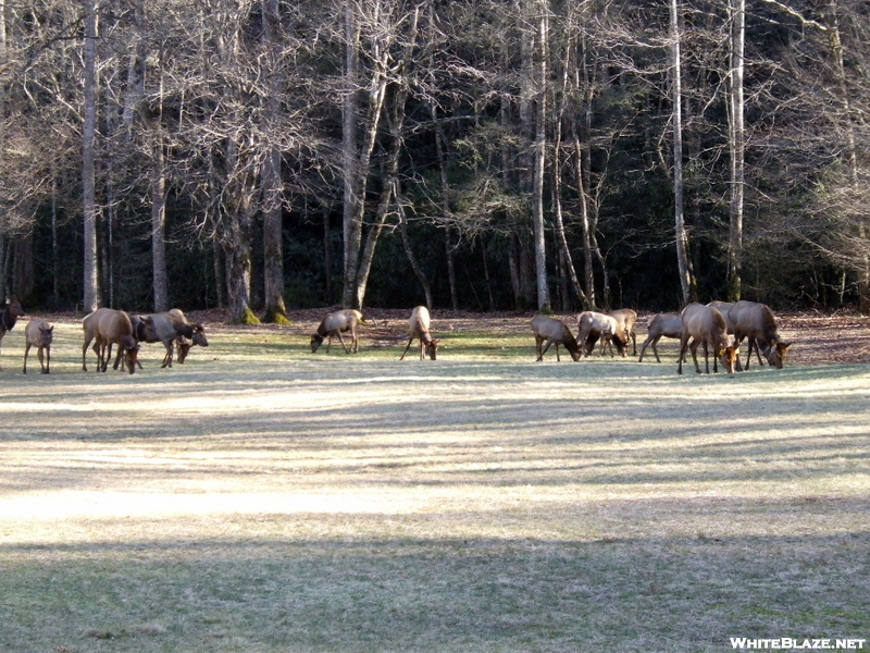 Elk In The Cataloochee Valley