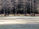 Elk In The Cataloochee Valley by tripp in Other