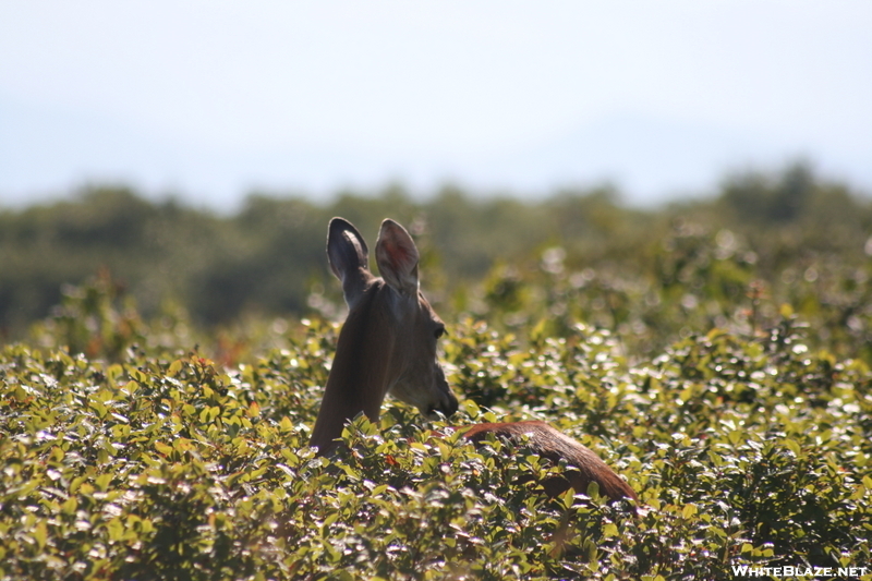 Deer On Gregory's Bald