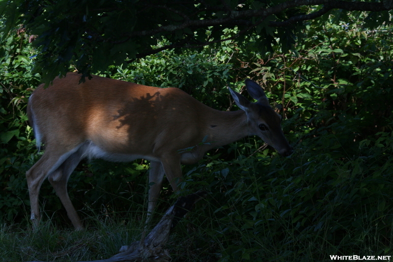 Deer On Gregory's Bald