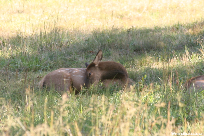 Cataloochee Valley Elk