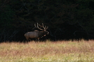 Cataloochee Valley Elk by tripp in Other