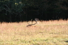 Cataloochee Valley Elk