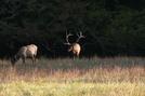 Cataloochee Valley Elk