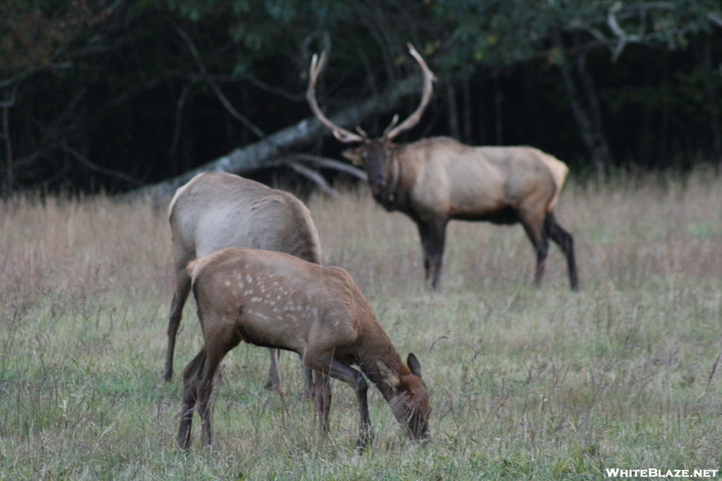 Cataloochee Valley Elk